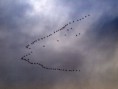 /album/my-local-birding-gallery/pink-footed-geese-going-west-over-ossett-jpg/